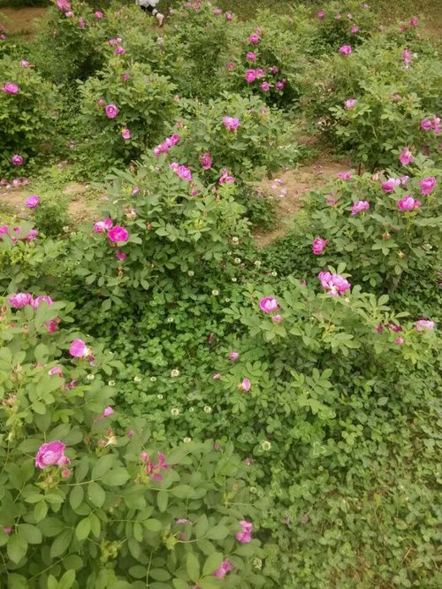 你敢娶我敢嫁的照片_我在找你-完全免费的相亲